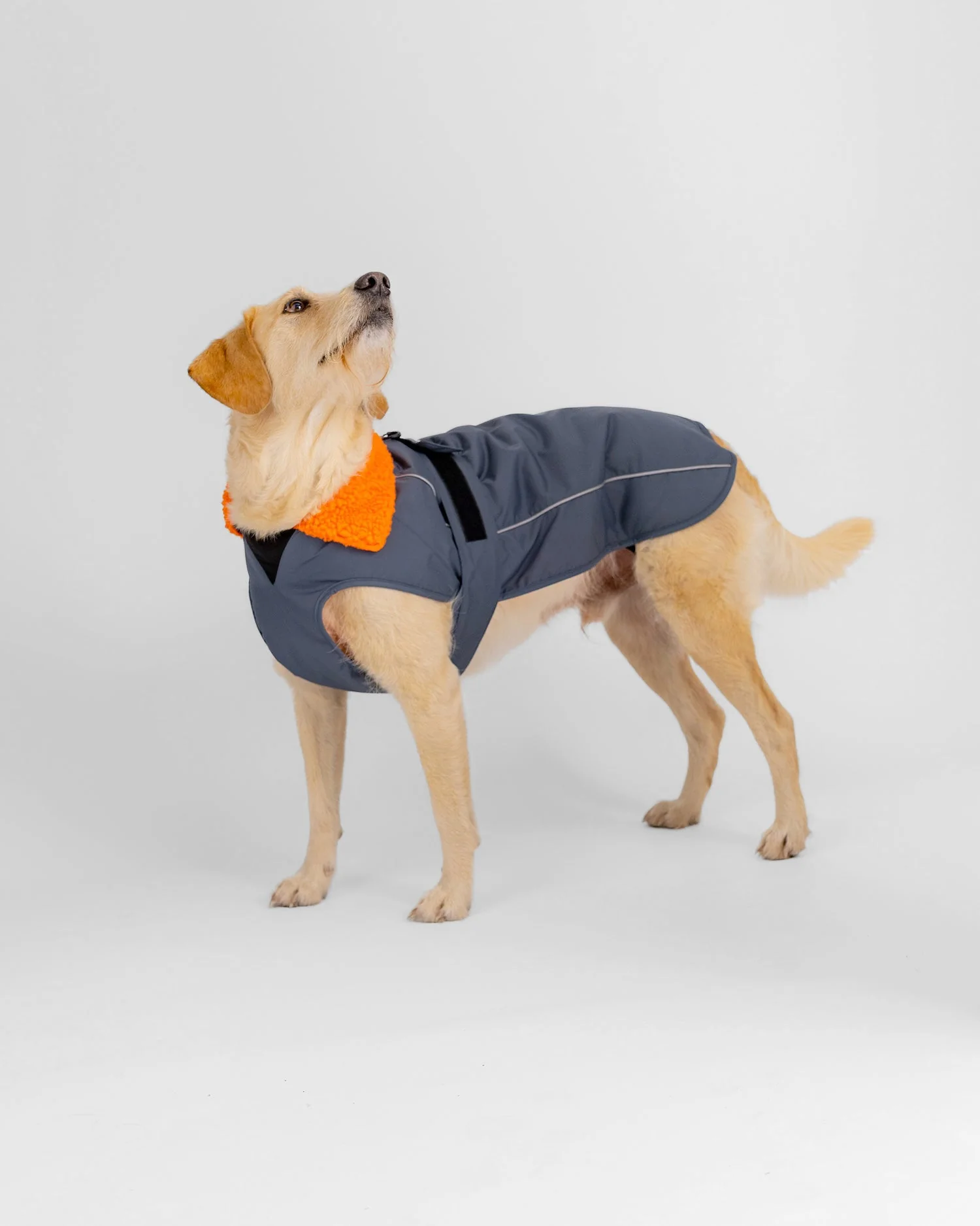 Dark Grey Orange Dog Coat