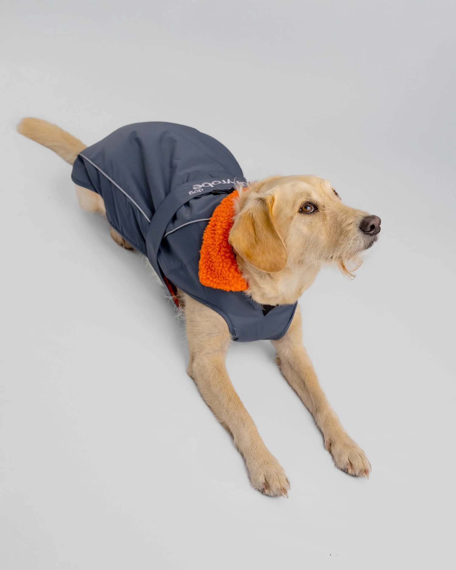 Dark Grey Orange Dog Coat - Image 2