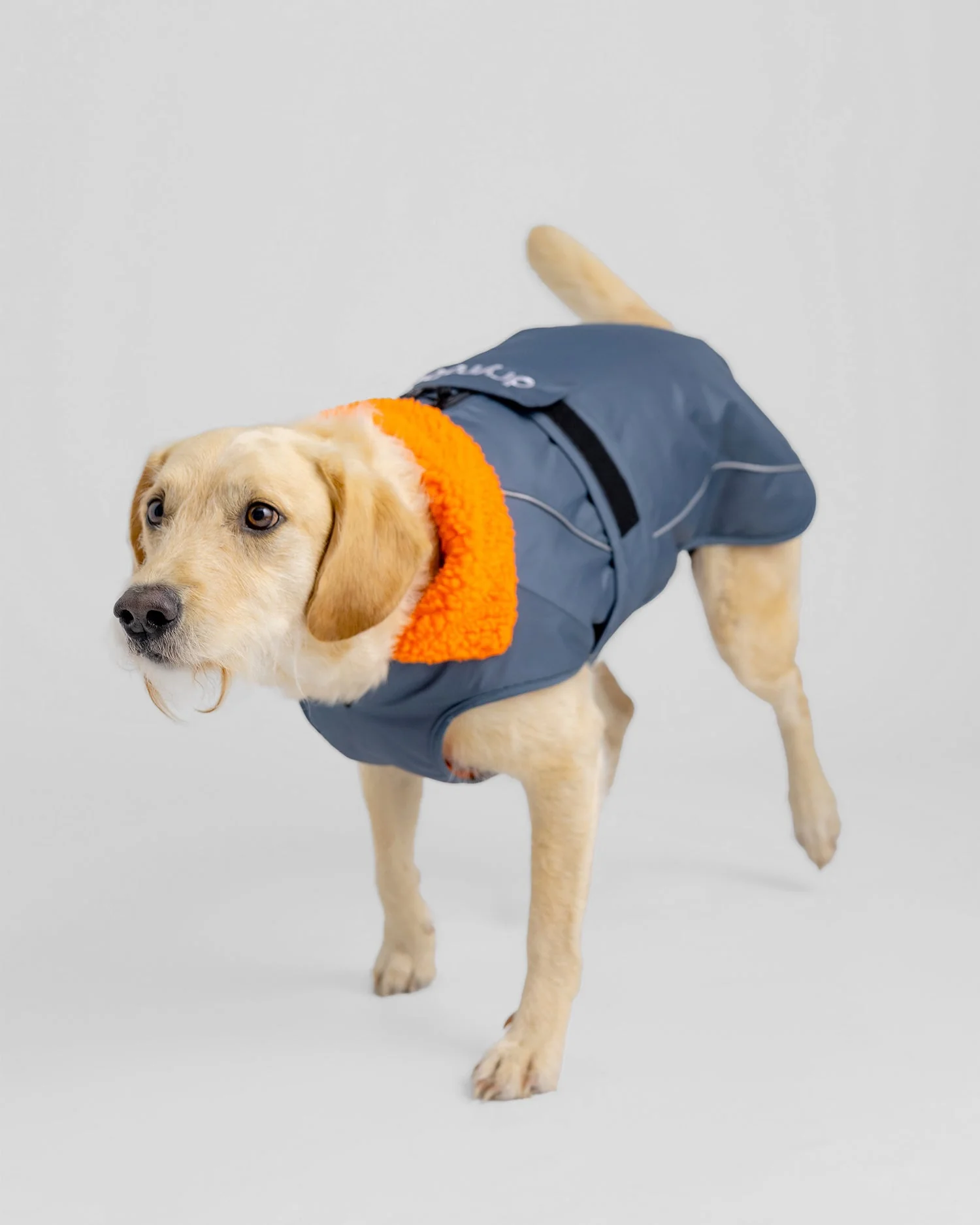 Dark Grey Orange Dog Coat - Image 5