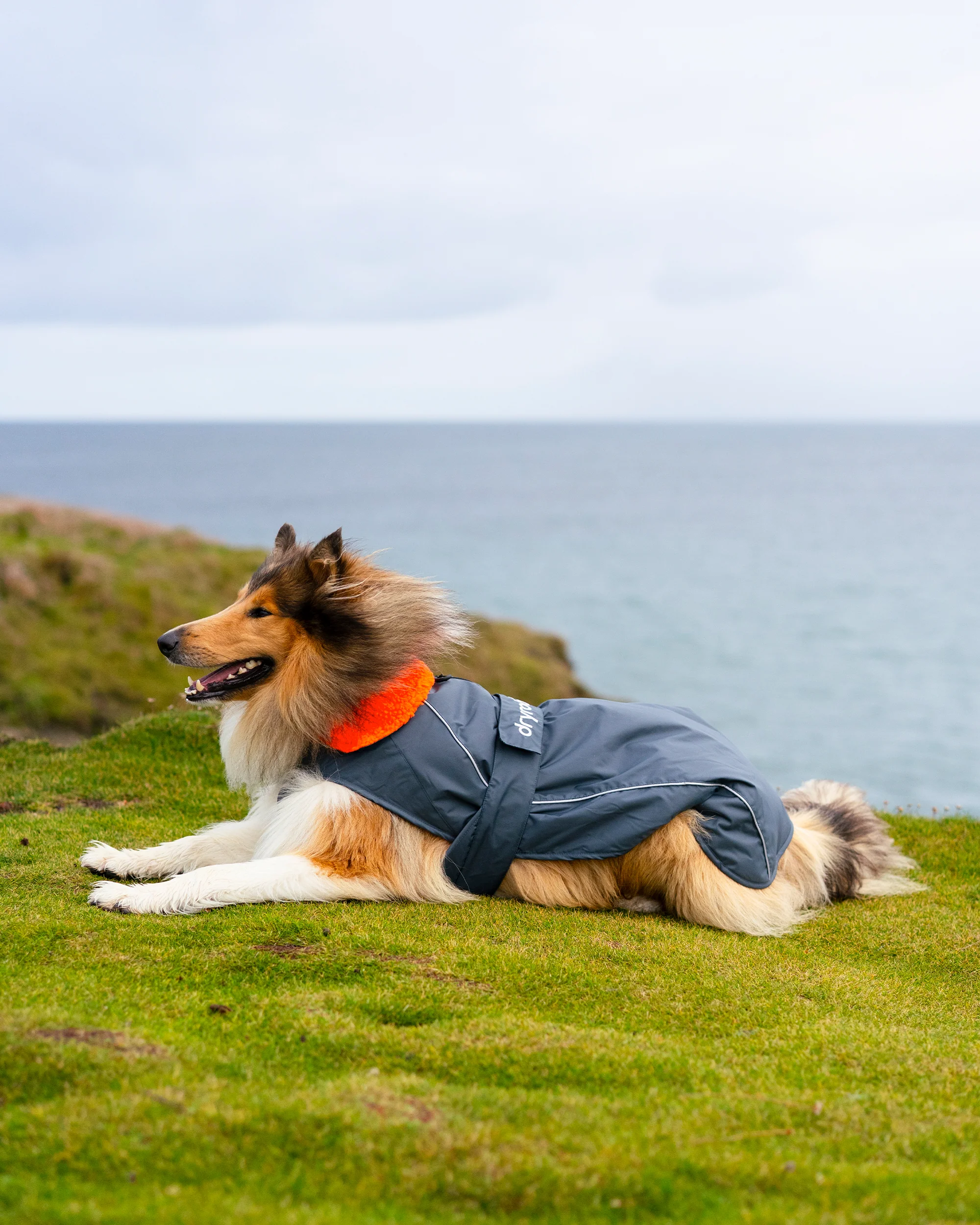 Dark Grey Orange Dog Coat - Image 7