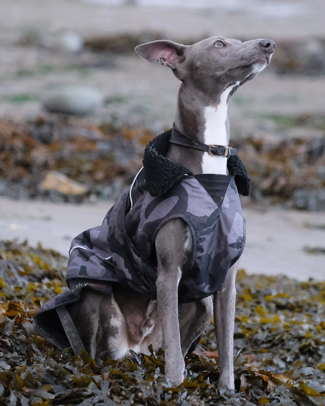 Black Camo Dog Coat - Image 8