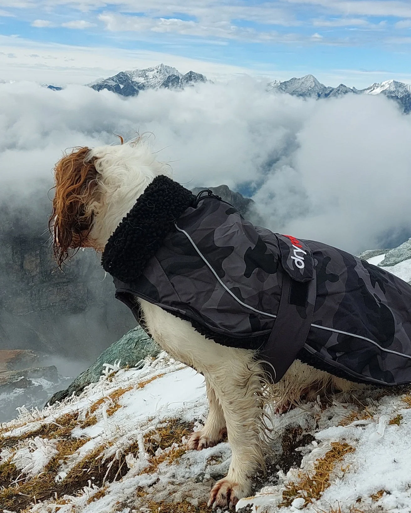 Black Camo Dog Coat - Image 9