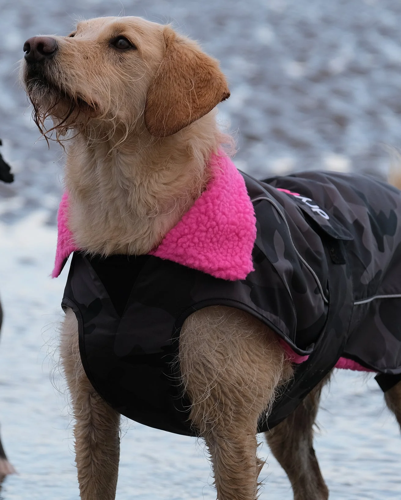 Black Camo Pink Dog Coat - Image 7