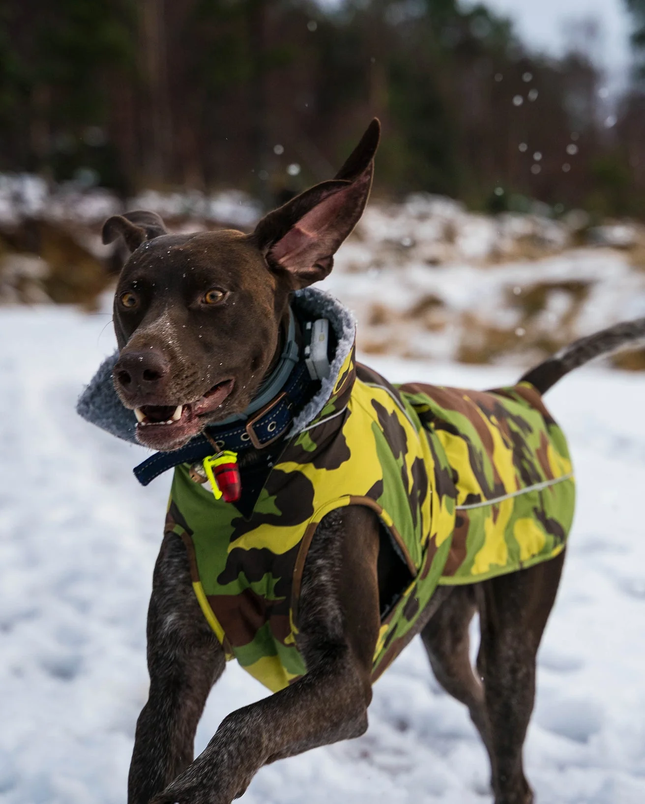 Camo Grey Dog Coat - Image 10
