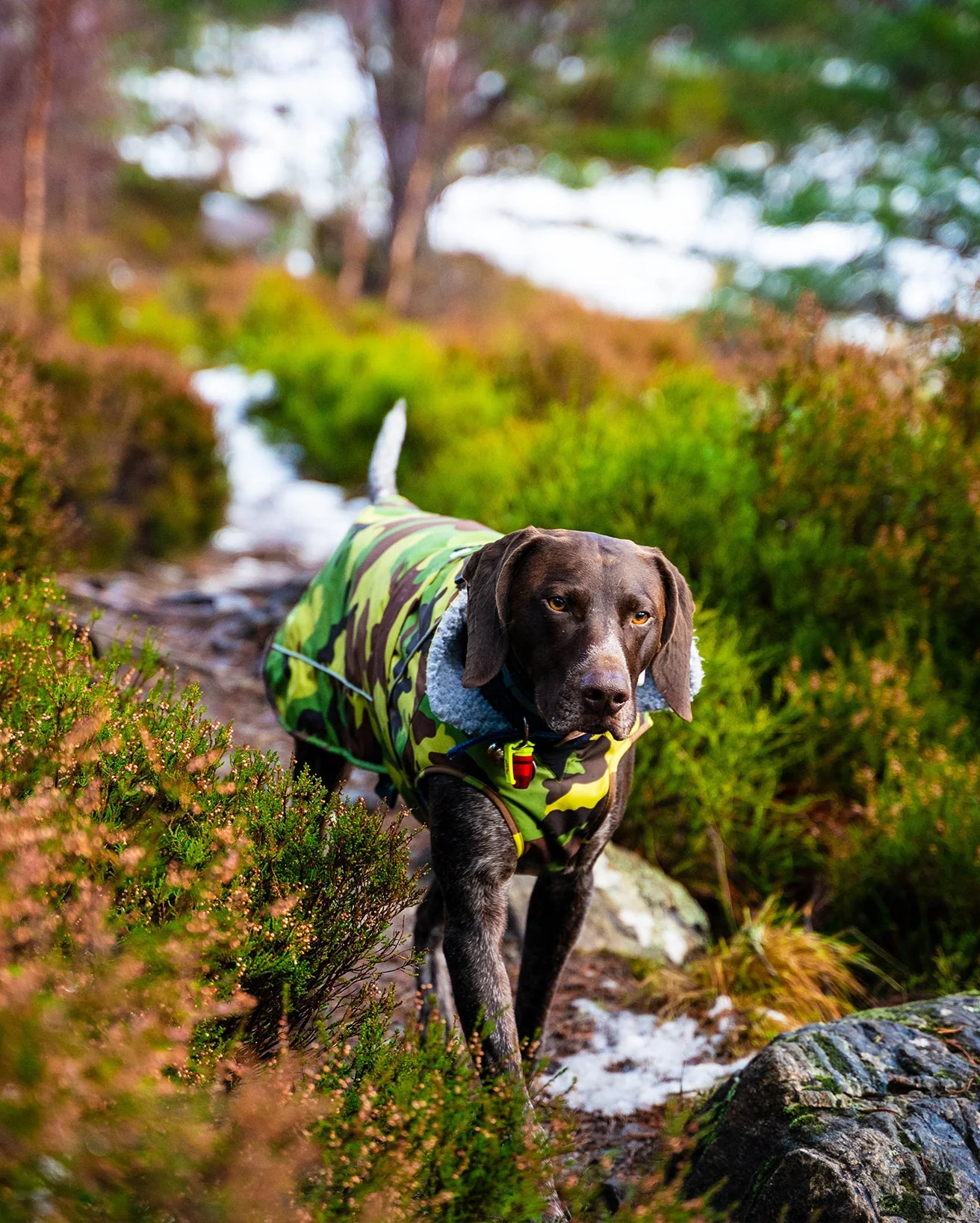 Camo Grey Dog Coat - Image 9