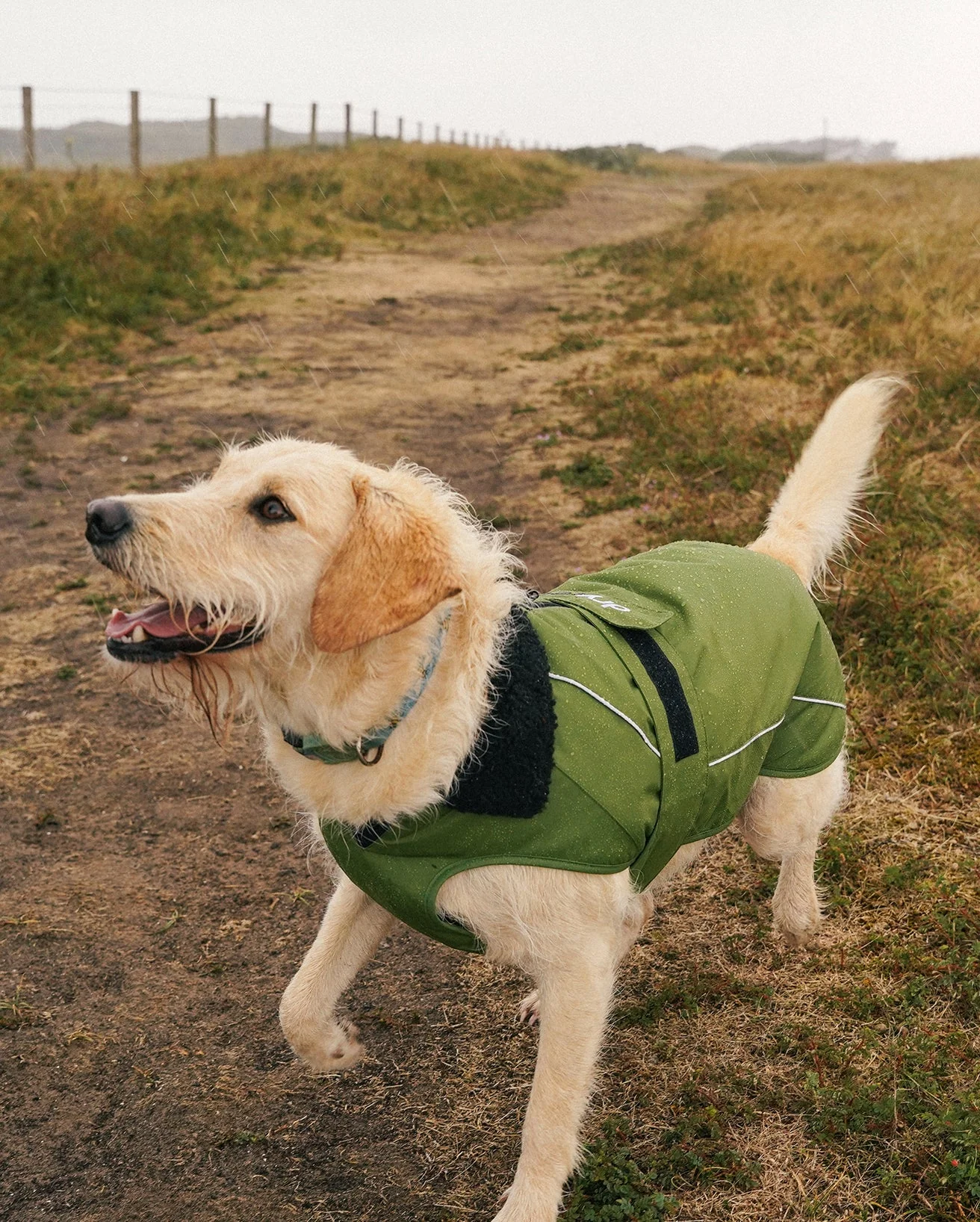 Forest Green Black Dog Coat - Image 10