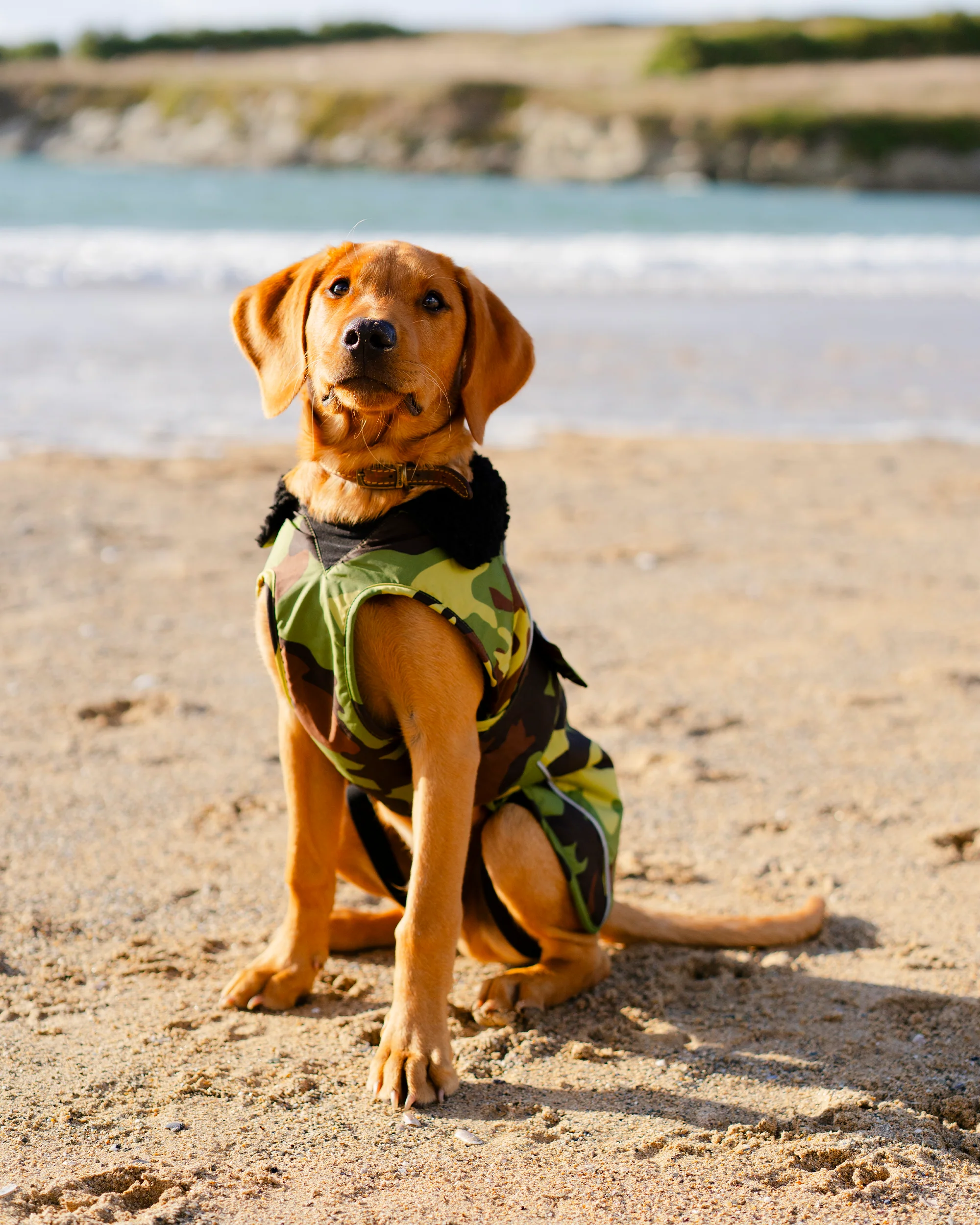 Green Camouflage Black Dog Coat - Image 9
